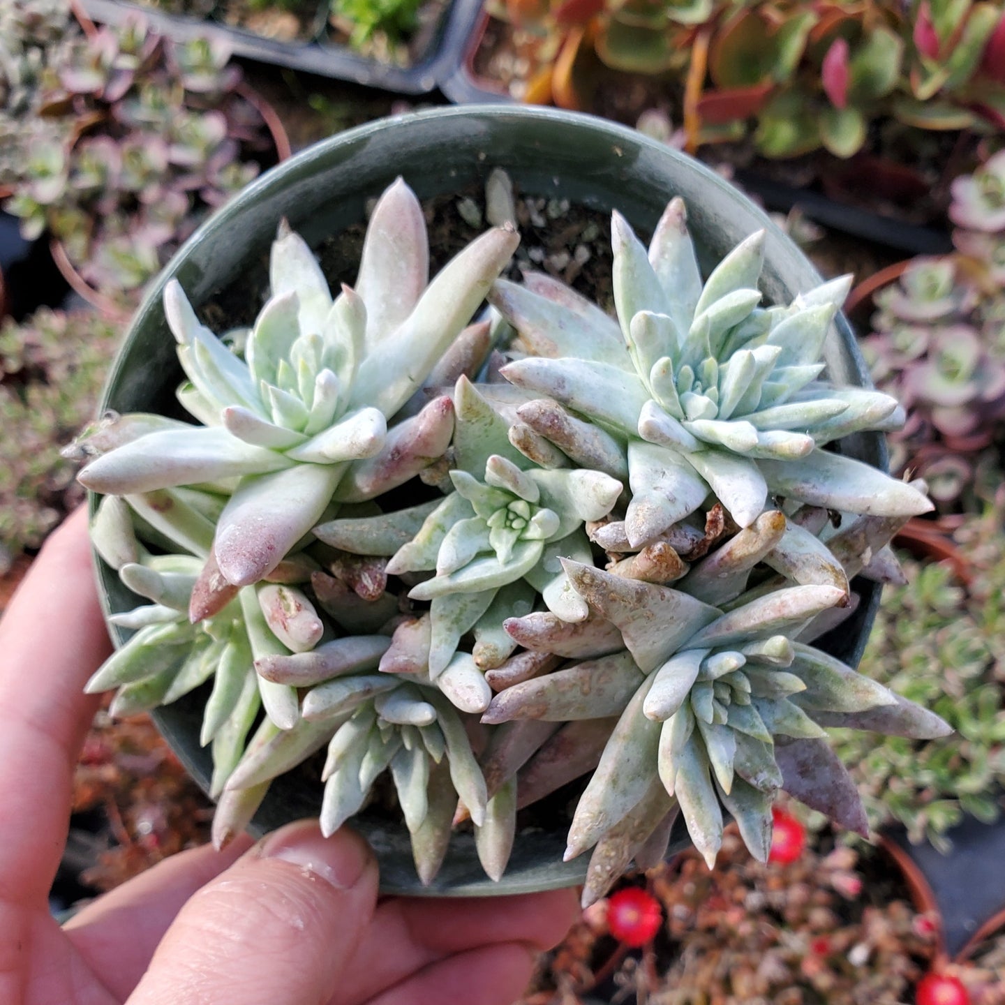 Dudleya White Greenii Cluster